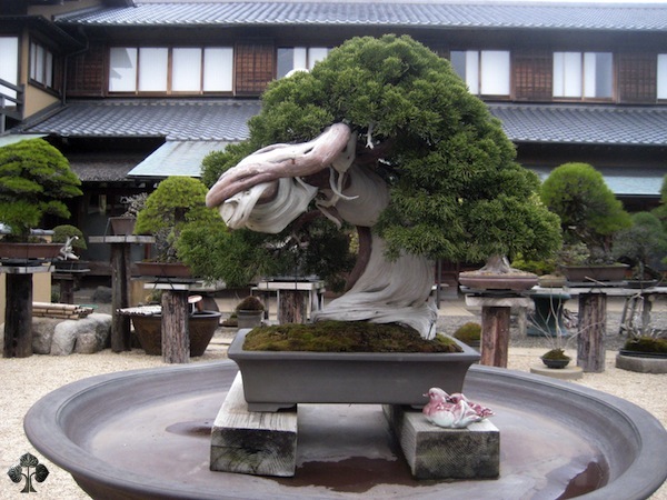 Árvore de bonsai de 800 anos em Shunkaen