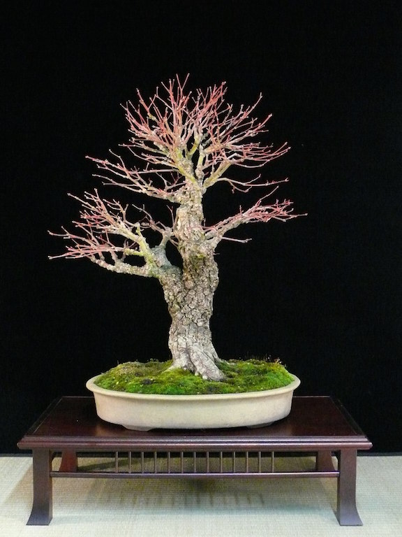 bonsai de Bordo (Acer palmatum)