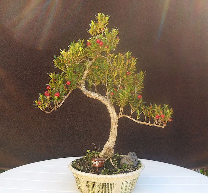 Cerejeira myrthus bonsai
