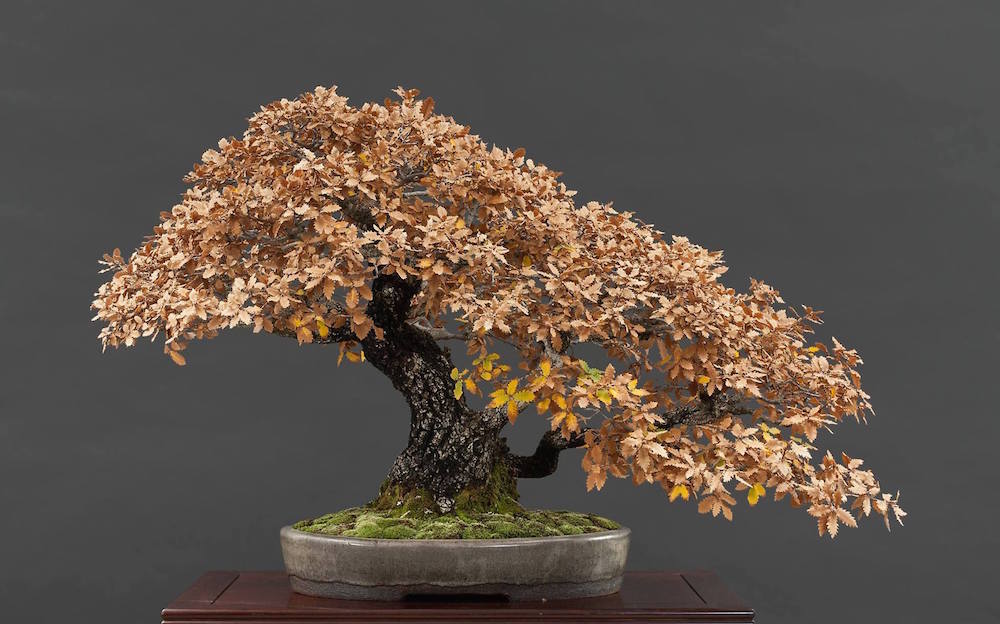 Inverno bonsai