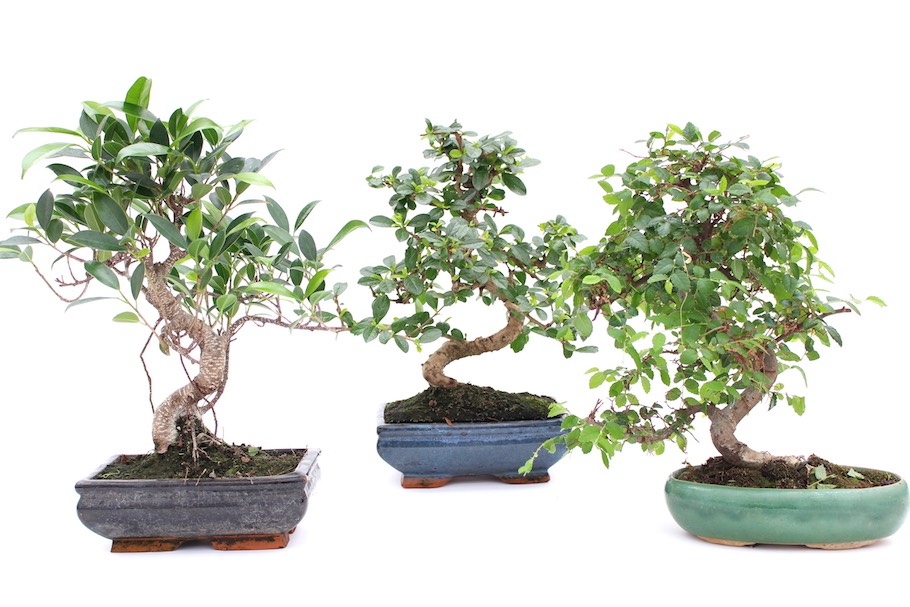 Árvores de bonsai para interior