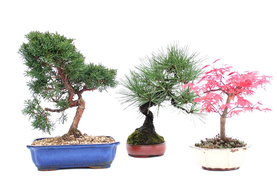 Árvores de bonsai recomendadas para exterior